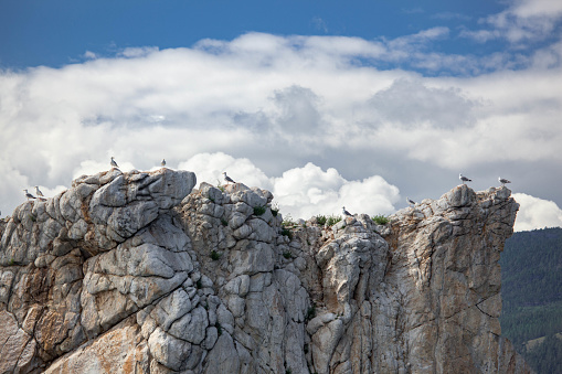 Seagulls on the rocky island in Baikal lake