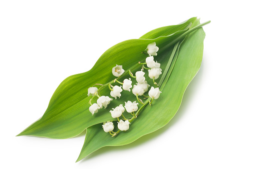 Studio shot of Lily of the Valley cut out against a white background