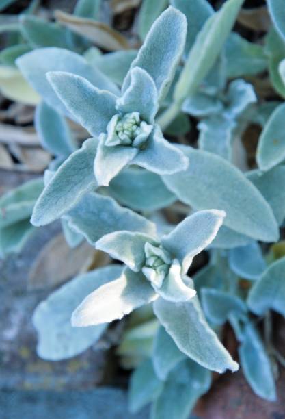istock dog's ear plant in a garden in spring 1221637031