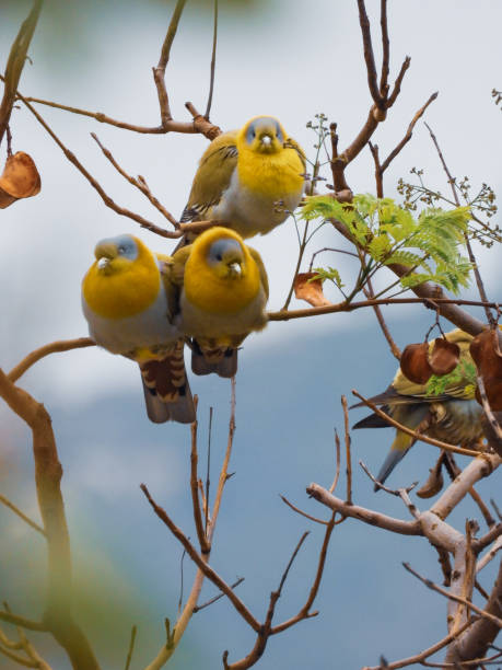 istock Flock of yellow rare birds 1221637353