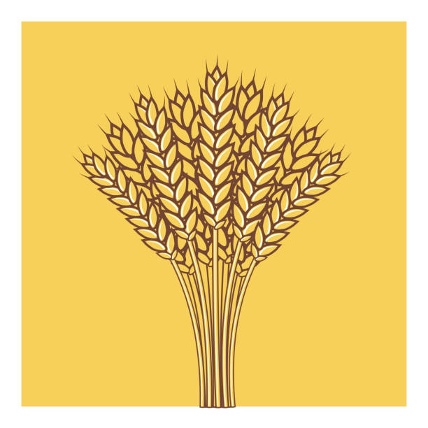 ilustrações, clipart, desenhos animados e ícones de orelhas de trigo, cevada ou ícone vetorial de centeio, consepto shavuot - barley black stem wheat