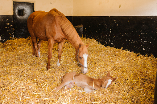 Mare with a foal, only a few hours old, in a stable with lots of straw bedding