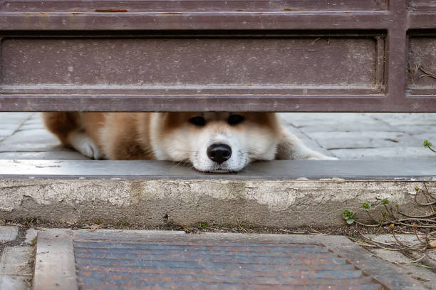 istock dog stuck his nose under the gate and guards the house 1221638593