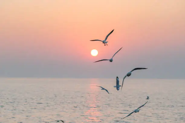 Photo of Beautiful sunset with flock of seagulls flying over the sea.