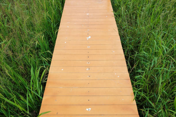 Closeup Wood bridge walkway along green rice field in Thailand.