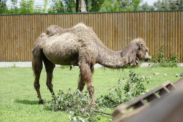 Photo of Camel came to eat in a specially prepared place. Zoo in Europe.