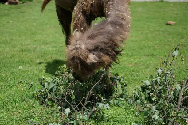 Photo of Camel came to eat in a specially prepared place. Zoo in Europe.