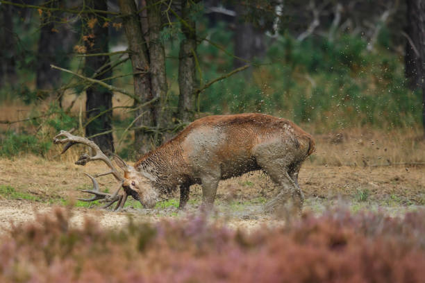 istock Red deer stag taking a mud bath in the rutting season 1221641336