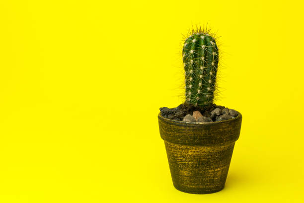 istock Cactus in pot on the desk with yellow wall background 1221642039