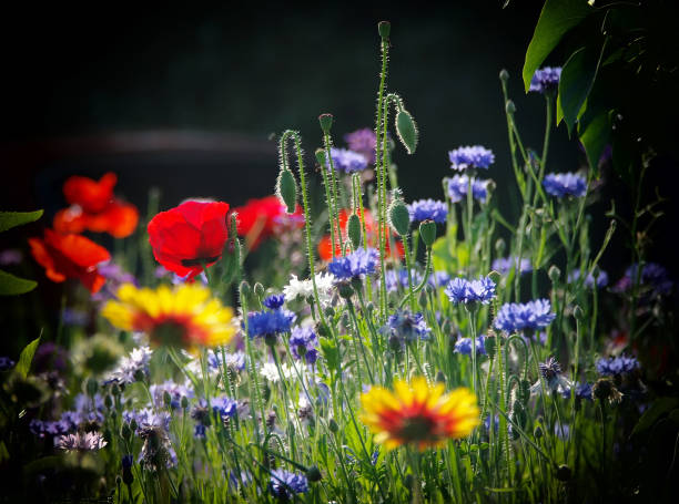 Blooming wild poppies, cornflower and chamomile on the meadow at summertime on dark background