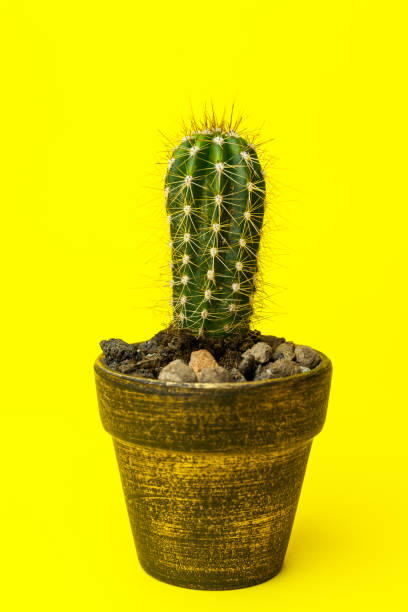 istock Cactus in pot on the desk with yellow wall background 1221642549