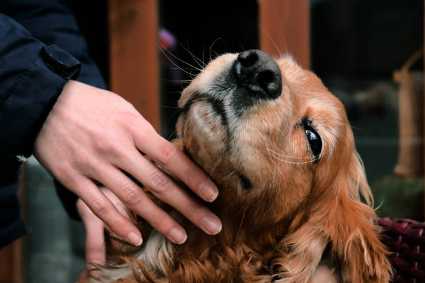istock A woman hand caressing her sleeping dog 1221642740