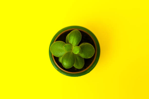 Crassula flower succulent plant in green ceramic pot on Yellow background