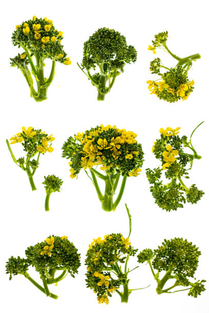 Broccoli flowers isolated stock photo