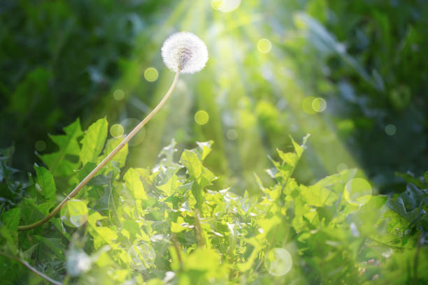 istock white dandelion in sunlight on background green grass 1221644696
