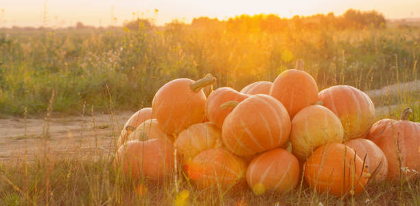 istock orange pumpkins on rural field at sunset 1221644699