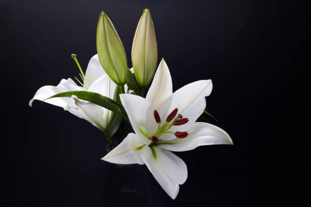 istock Lily on black for celebration decoration design. Spring, nature background. 1221644909