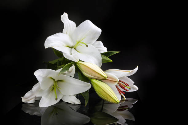 istock Lily on black for celebration decoration design. Spring, nature background. 1221644920