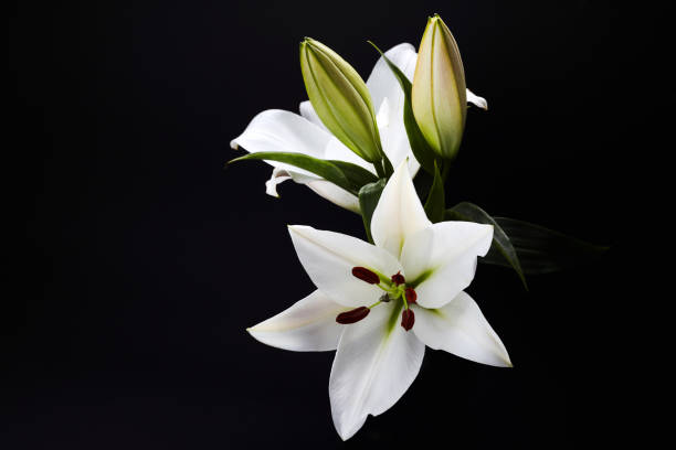 istock Lily on black for celebration decoration design. Spring, nature background. 1221644930