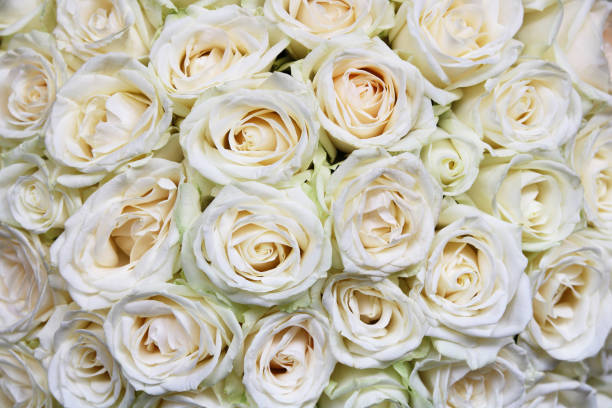 istock floral background with bouquet of white roses 1221644947