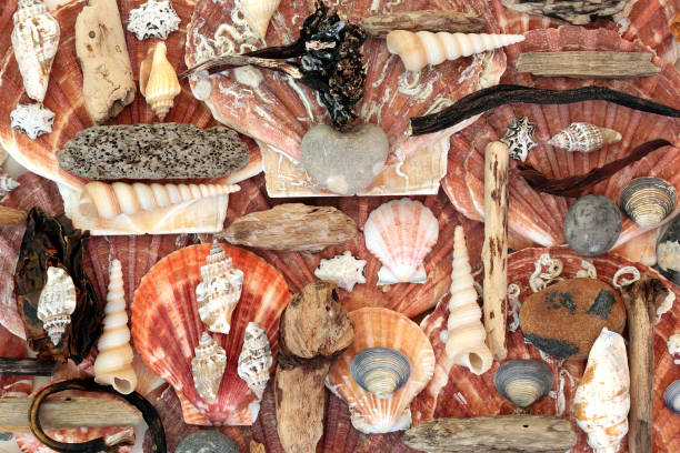 istock Abstract Seashell Driftwood and Seaweed Background 1221646026