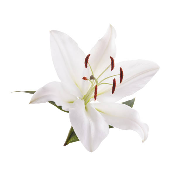 istock Flower white lily isolated on white background 1221646375