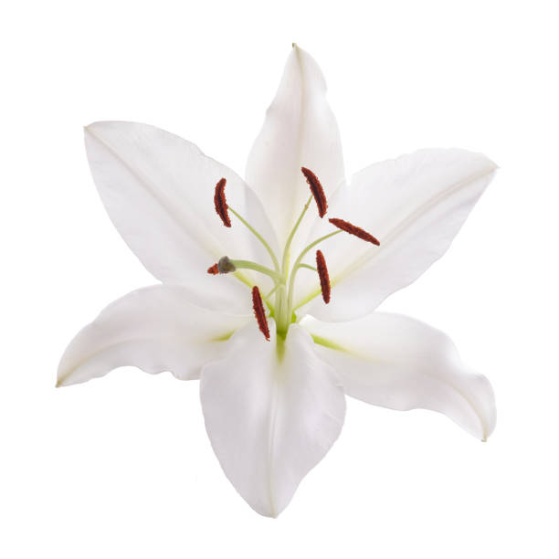 istock Flower white lily isolated on white background 1221646381
