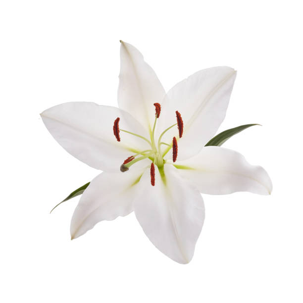 istock Flower white lily isolated on white background 1221646576