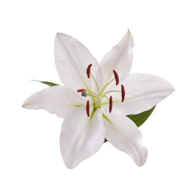 istock Flower white lily isolated on white background 1221646585