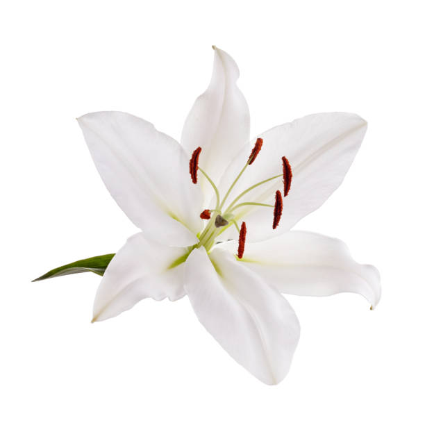 istock Flower white lily isolated on white background 1221646591