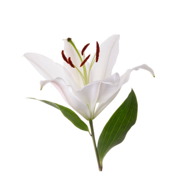 istock Flower white lily isolated on white background 1221646613