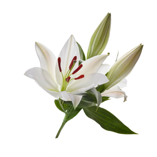 istock Bouquet of light lilies isolated on white background. 1221647292