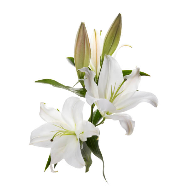 istock Bouquet of light lilies isolated on white background. 1221647299