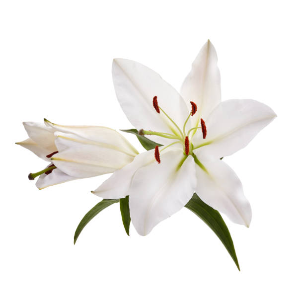 istock Bouquet of light lilies isolated on white background. 1221647315