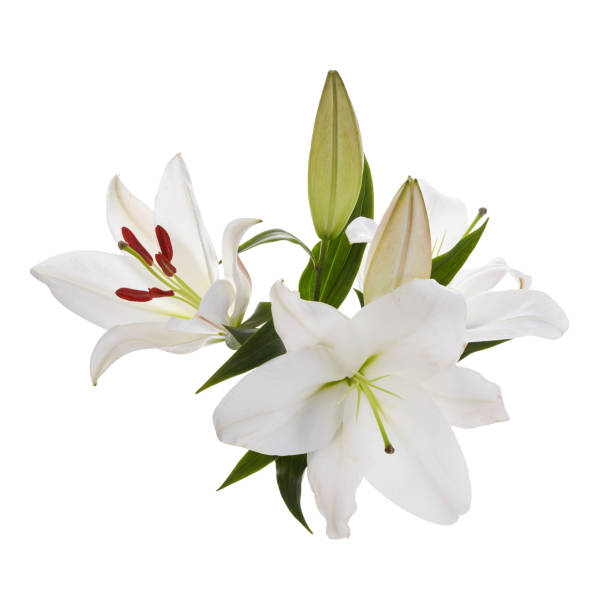 istock Bouquet of light lilies isolated on white background. 1221647331