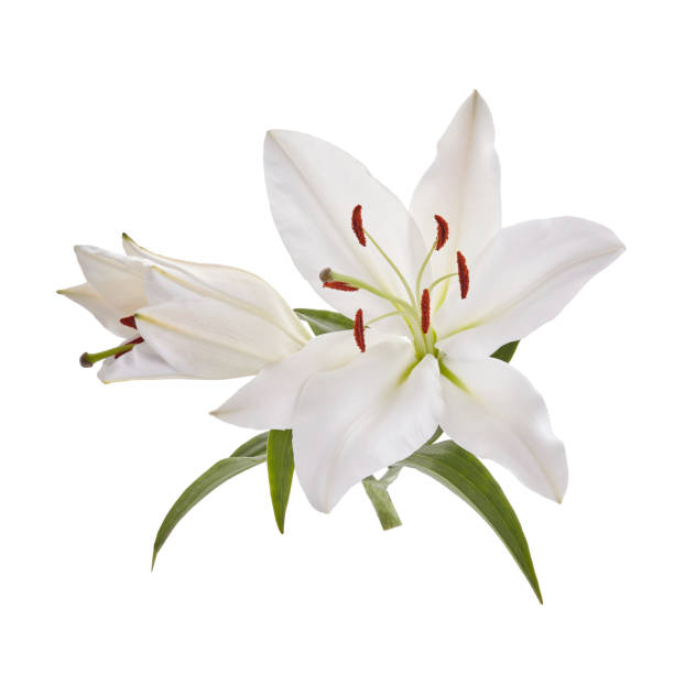 istock Bouquet of light lilies isolated on white background. 1221647338
