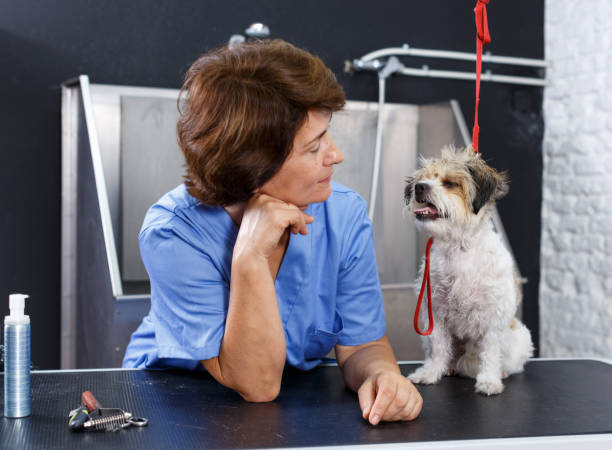 istock Female groomer with havanese puppy 1221648487