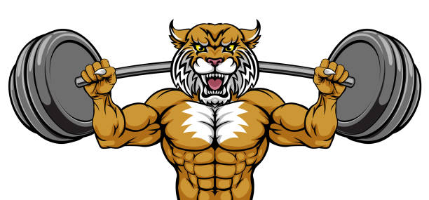 ilustrações de stock, clip art, desenhos animados e ícones de wildcat mascot weight lifting body builder - bobcat wildcat undomesticated cat animal