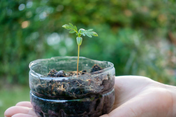 istock Plastic bottles recycled for plant pots 1221650210