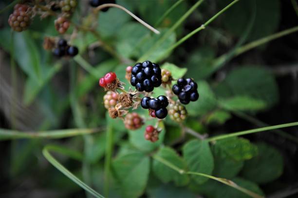 istock Wild Blackberry Season in Croatian Forest 1221652750