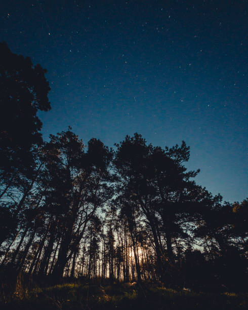 istock pine tree forest silhouette on a dark starry sky background 1221653296