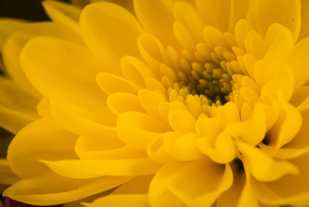 istock Close up from top of a yellow flower. 1221655264
