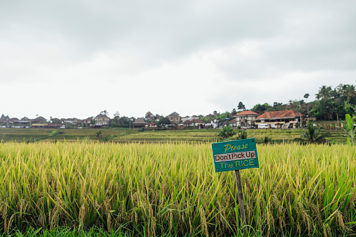 A polite but direct sign asking people to not pick up the rice placed at the edge of a rice field in Bali, Indonesia.