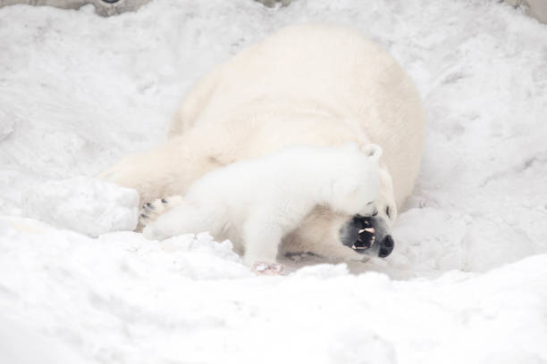 istock Little polar bear cub is playing with its mom 1221658641