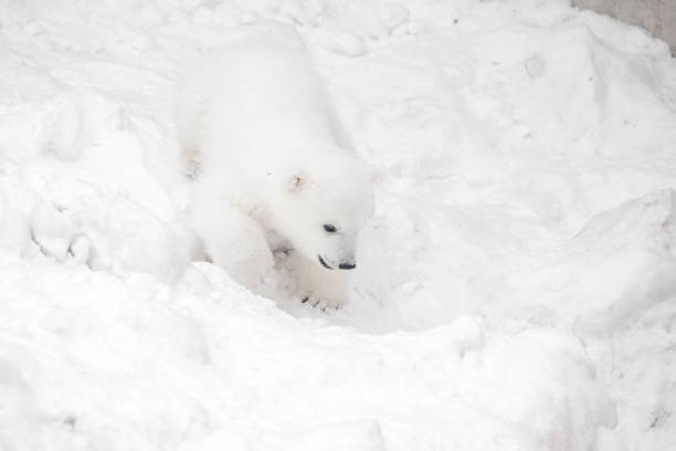 istock Little polar bear cub in snow 1221658650