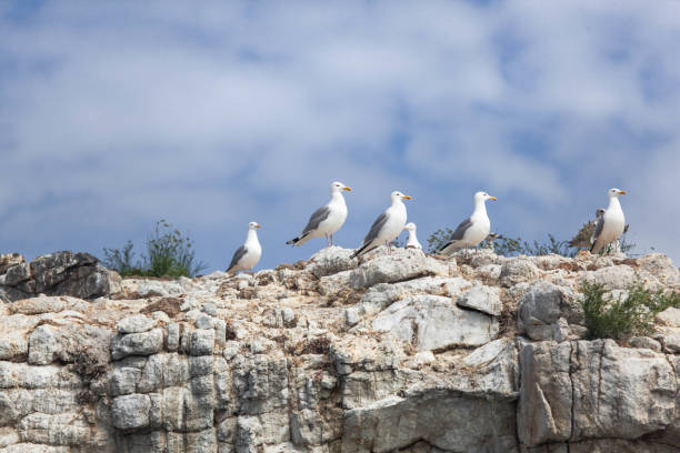 istock Seagulls on the rocky stones 1221658701