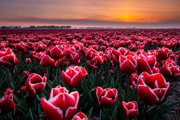istock Tulip fields in the Netherlands with on the background windmill park in ocean Netherlands, colorful dutch tulips 1221658797