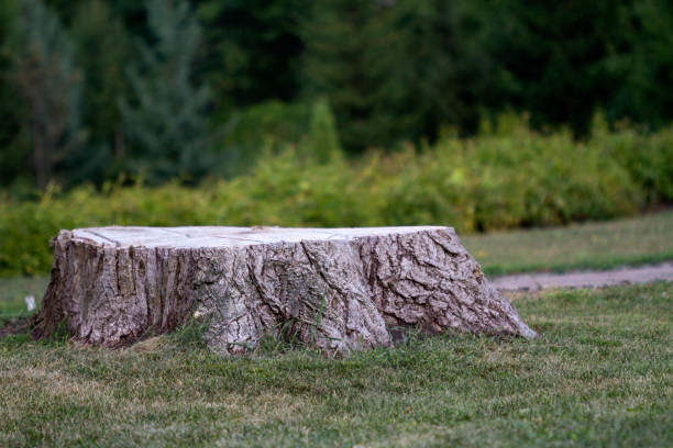 istock Empty stump in the park for decorating your natural background 1221659150