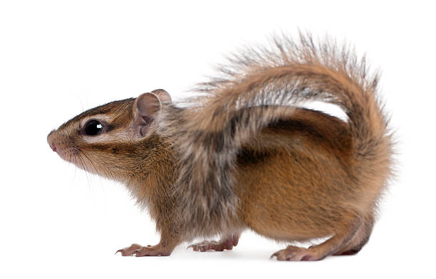 istock Siberian chipmunk, Euamias sibiricus, walking, white background. 122165919
