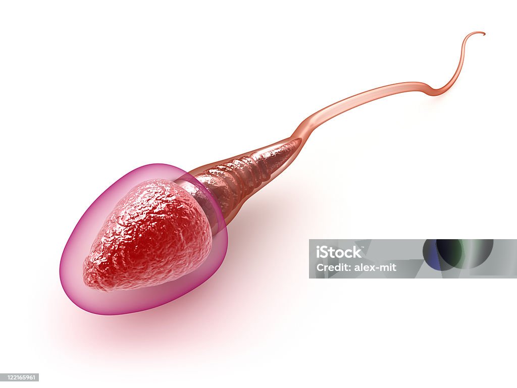 Спермы модель белый - Стоковые фото Acrosome роялти-фри
